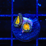 Butt Muncher Zoanthids Coral