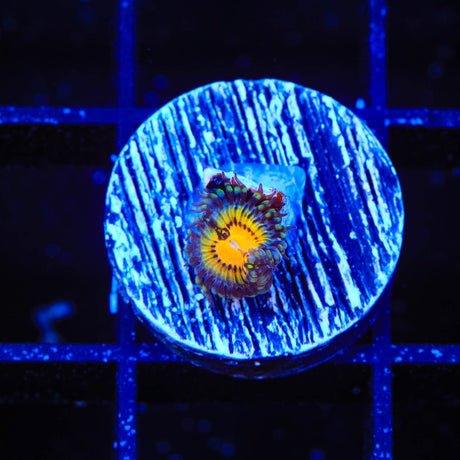 Butt Muncher Zoanthids Coral