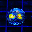 Butt Muncher Zoanthids Coral