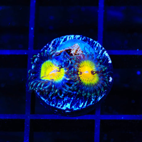 Butt Muncher Zoanthids Coral