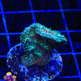 Cactus Pavona Coral