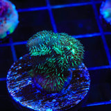 Cactus Pavona Coral