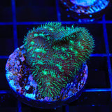 Cactus Pavona Coral