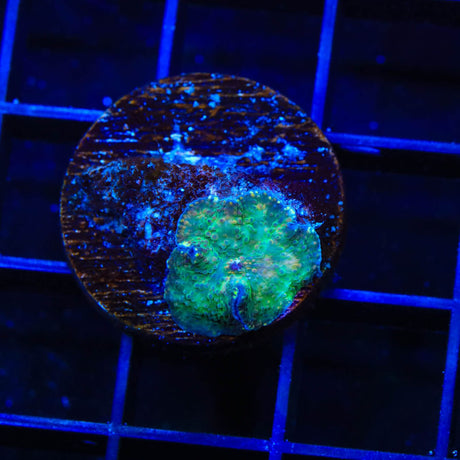 Camo Mushroom Coral
