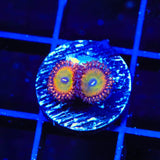 Candy Apple Red Zoanthids Coral