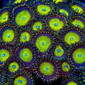 Candy Apple Zoanthids Coral
