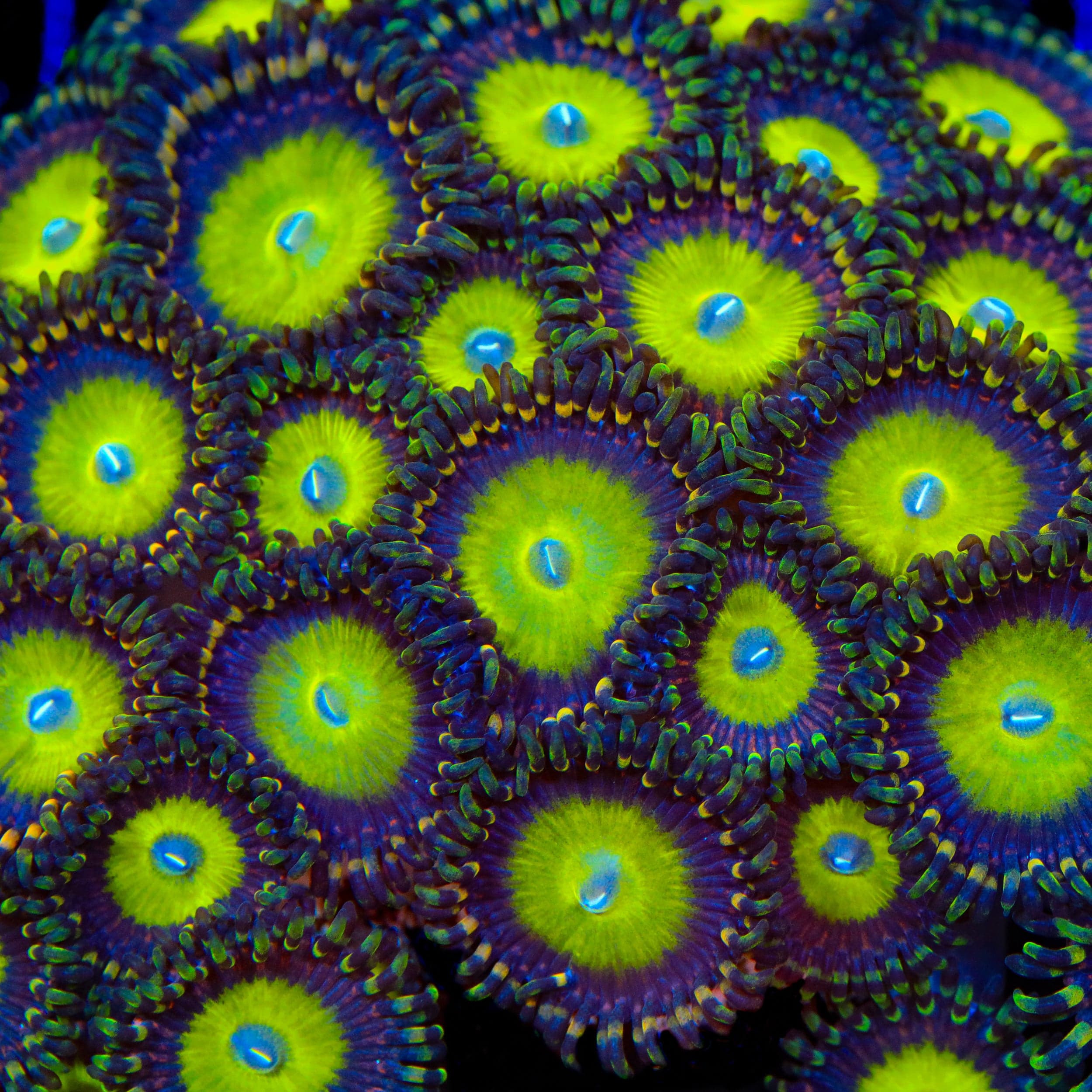 Candy Apple Zoanthids Coral