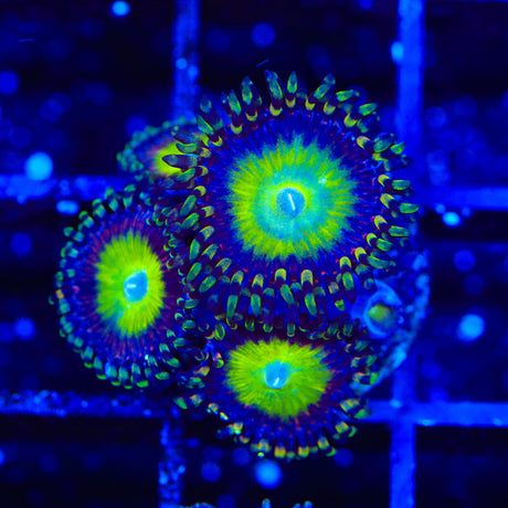 Candy Apple Zoanthids Coral