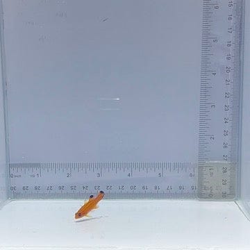 Candy Basslet (Liopropoma carmabi)