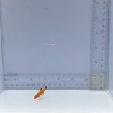 Candy Basslet (Liopropoma carmabi)