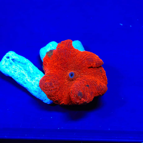 Candy Crush Mushroom Coral