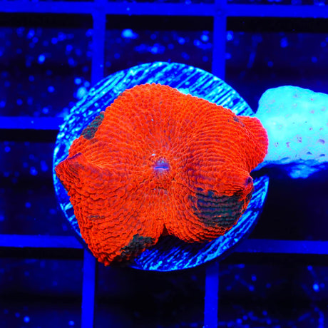 Candy Crush Mushroom Coral
