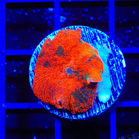Candy Crush Mushroom Coral