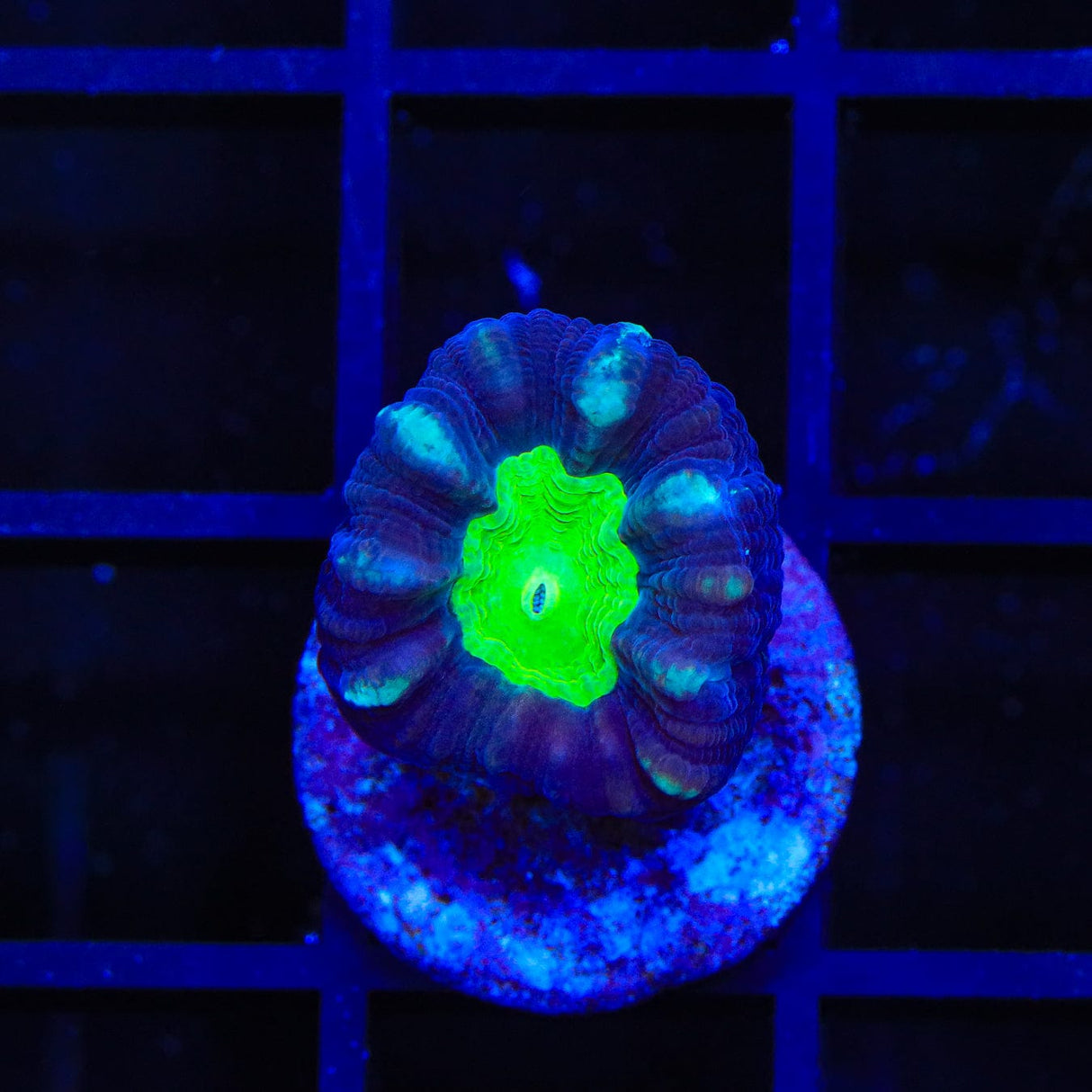 Candy Strip Candy Cane Coral