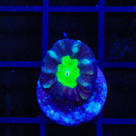 Candy Strip Candy Cane Coral