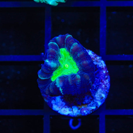 Candy Strip Candy Cane Coral