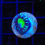 Candy Strip Candy Cane Coral