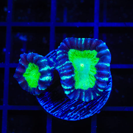 Candy Strip Candy Cane Coral