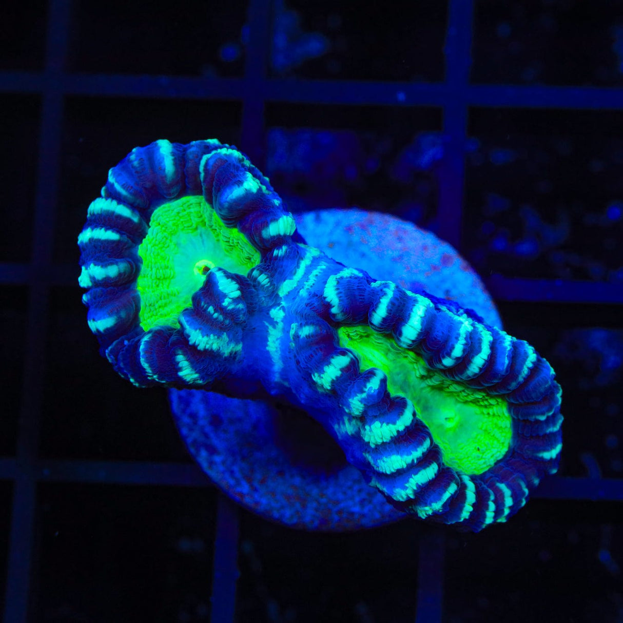 Candy Strip Candy Cane Coral