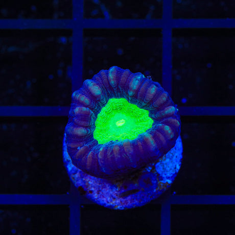 Candy Strip Candy Cane Coral