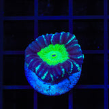 Candy Strip Candy Cane Coral