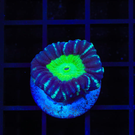 Candy Strip Candy Cane Coral