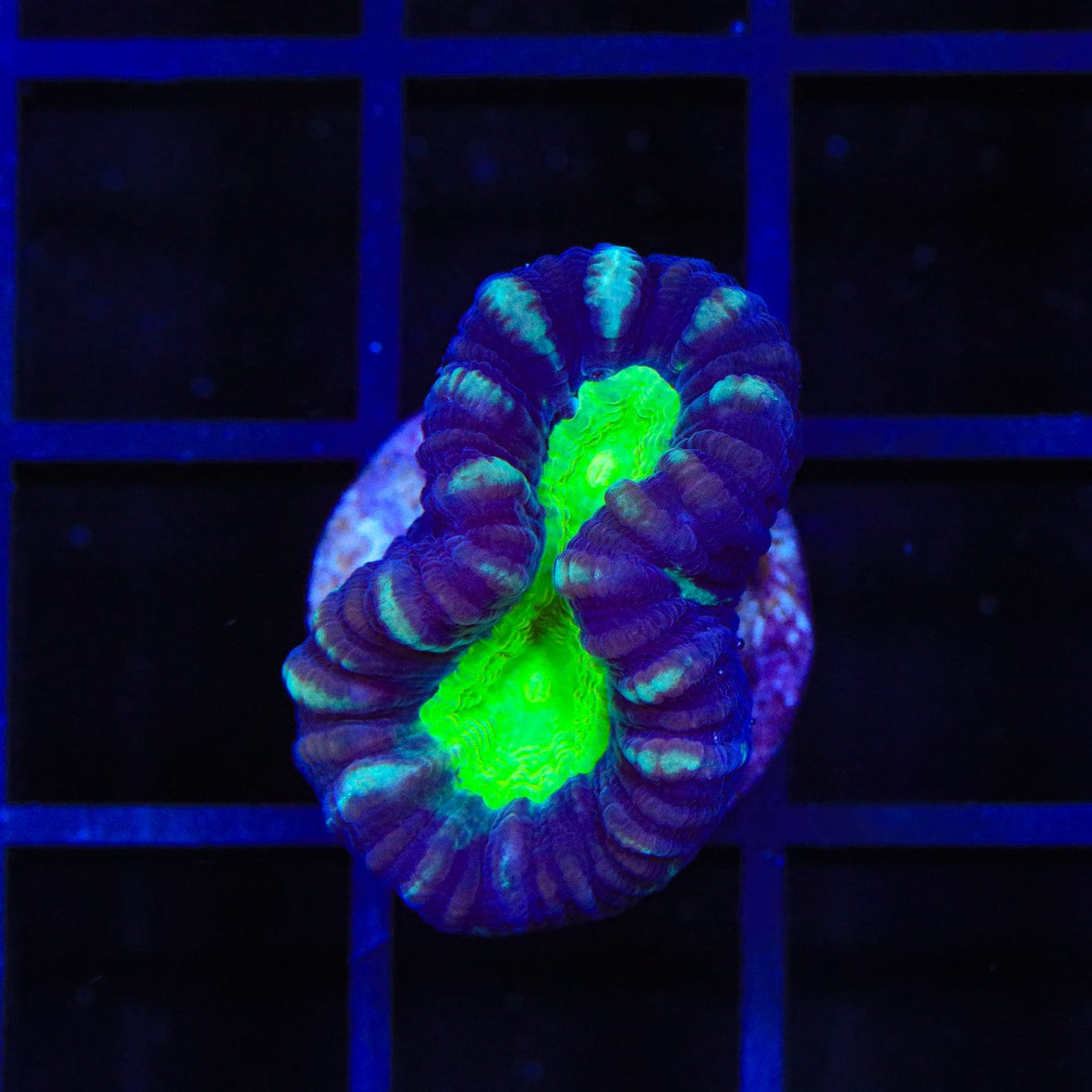 Candy Strip Candy Cane Coral