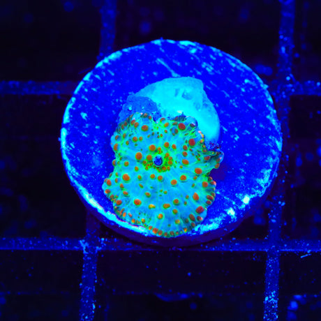 Candyland Mushroom Coral