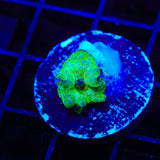 Candyland Mushroom Coral