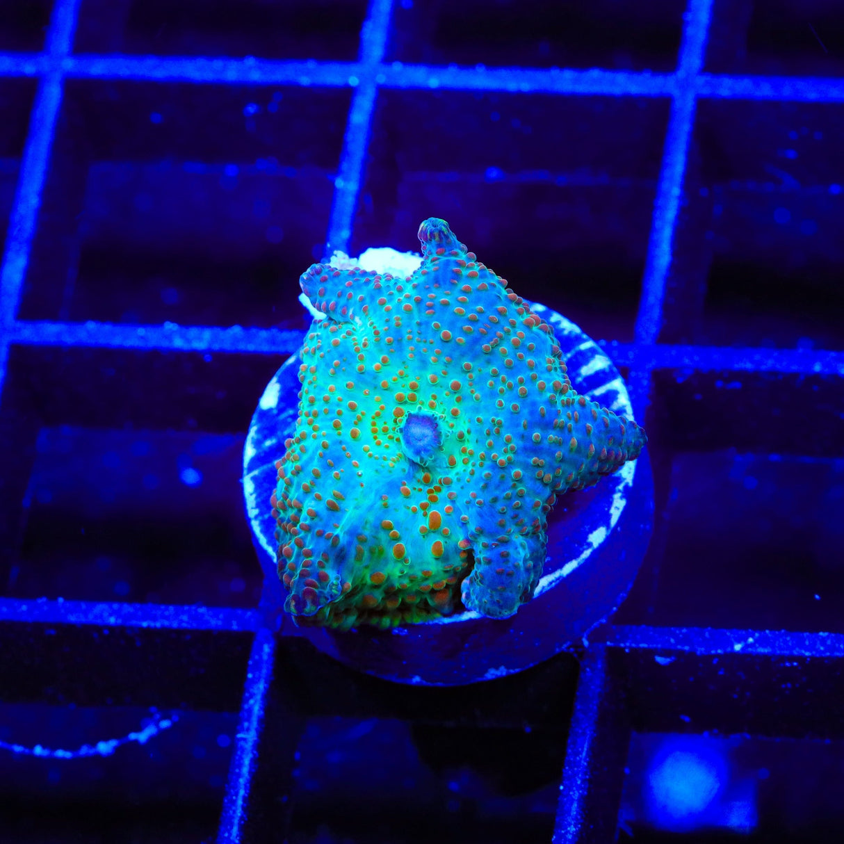 Candyland Mushroom Coral