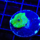 Candyland Mushroom Coral