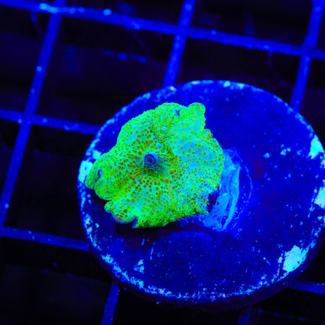 Candyland Mushroom Coral