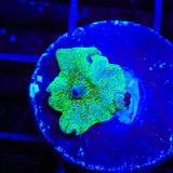 Candyland Mushroom Coral