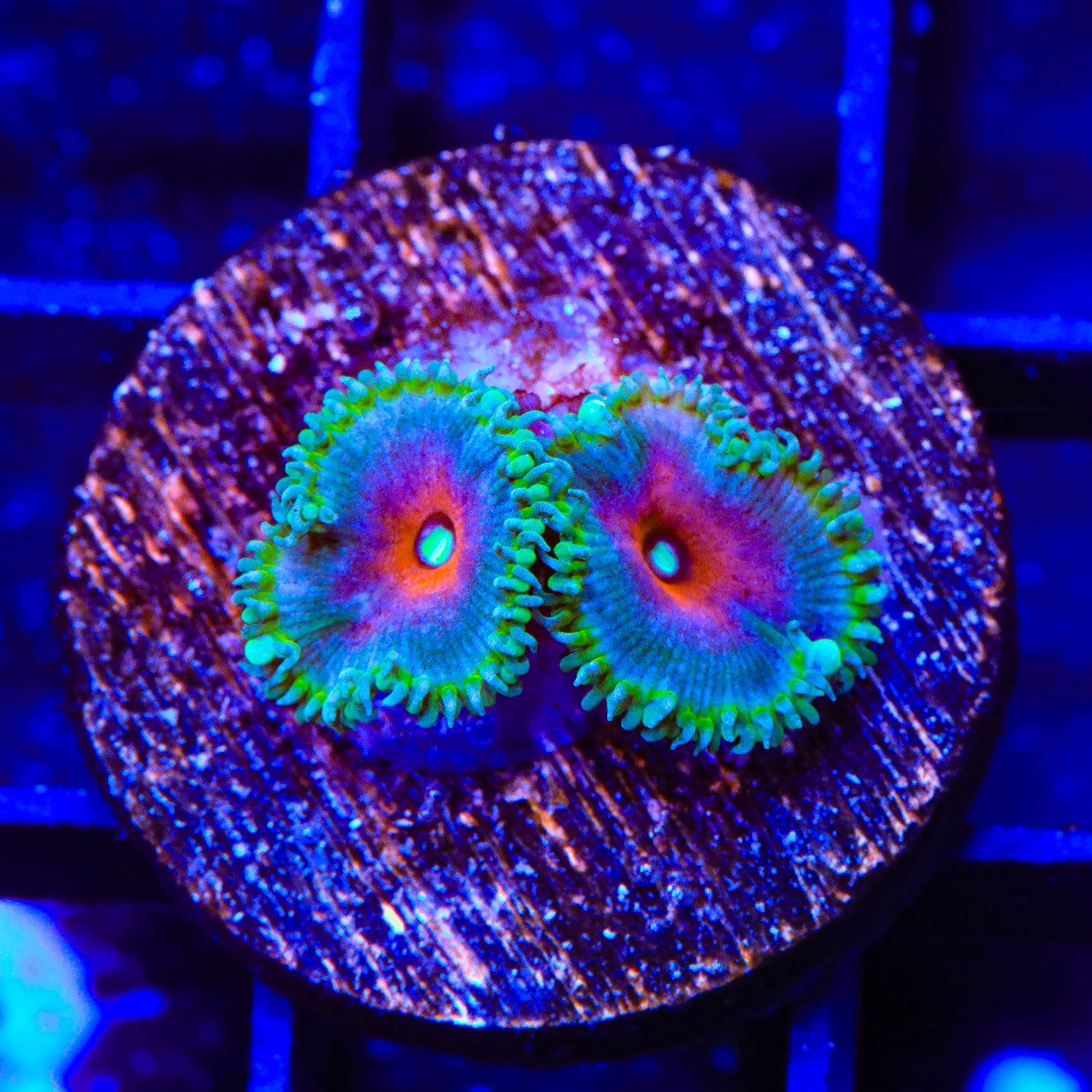Captain America Palythoa Zoanthids Coral – Top Shelf Aquatics