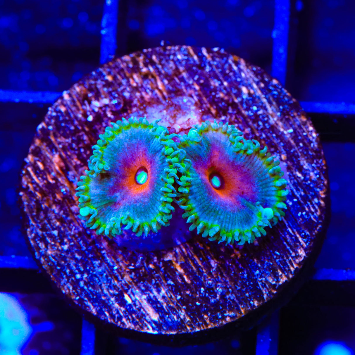 Captain America Palythoa Zoanthids Coral