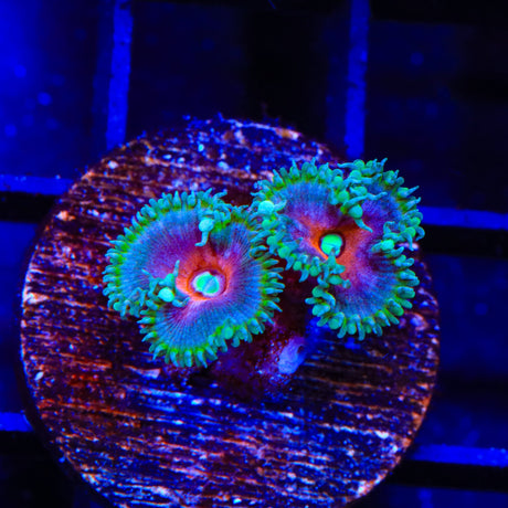 Captain America Palythoa Zoanthids Coral