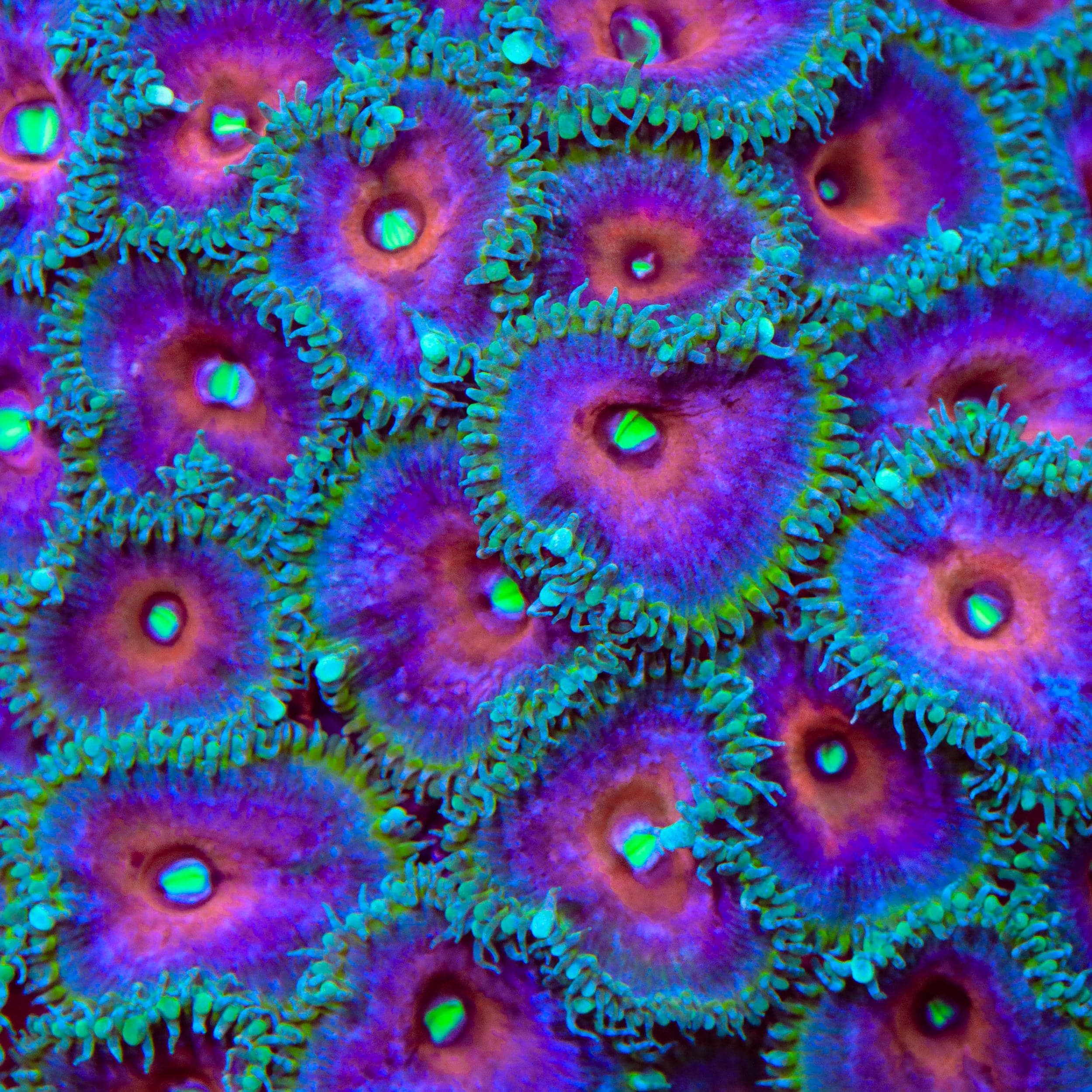 Captain America Palythoa Zoanthids Coral