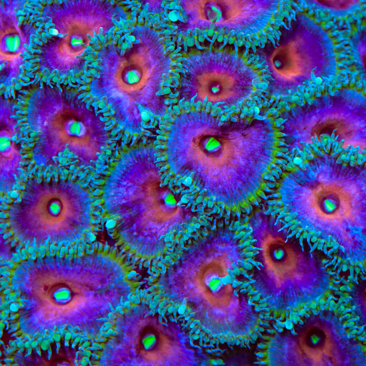 Captain America Palythoa Zoanthids Coral