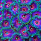 Captain America Palythoa Zoanthids Coral