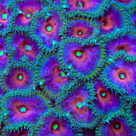 Captain America Palythoa Zoanthids Coral