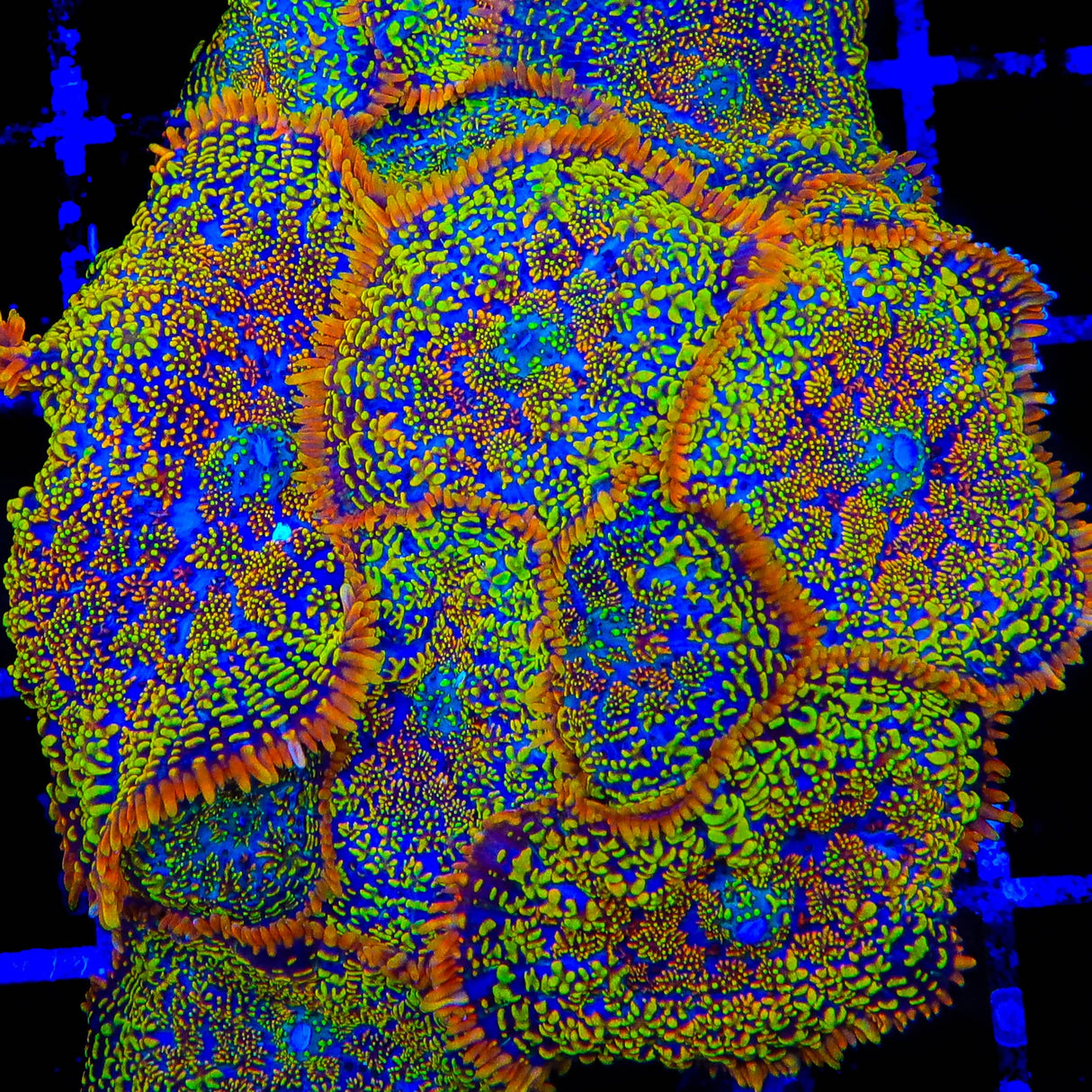 Captain Jack Mushroom Coral