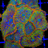 Captain Jack Mushroom Coral