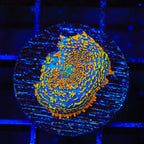 Captain Jack Mushroom Coral