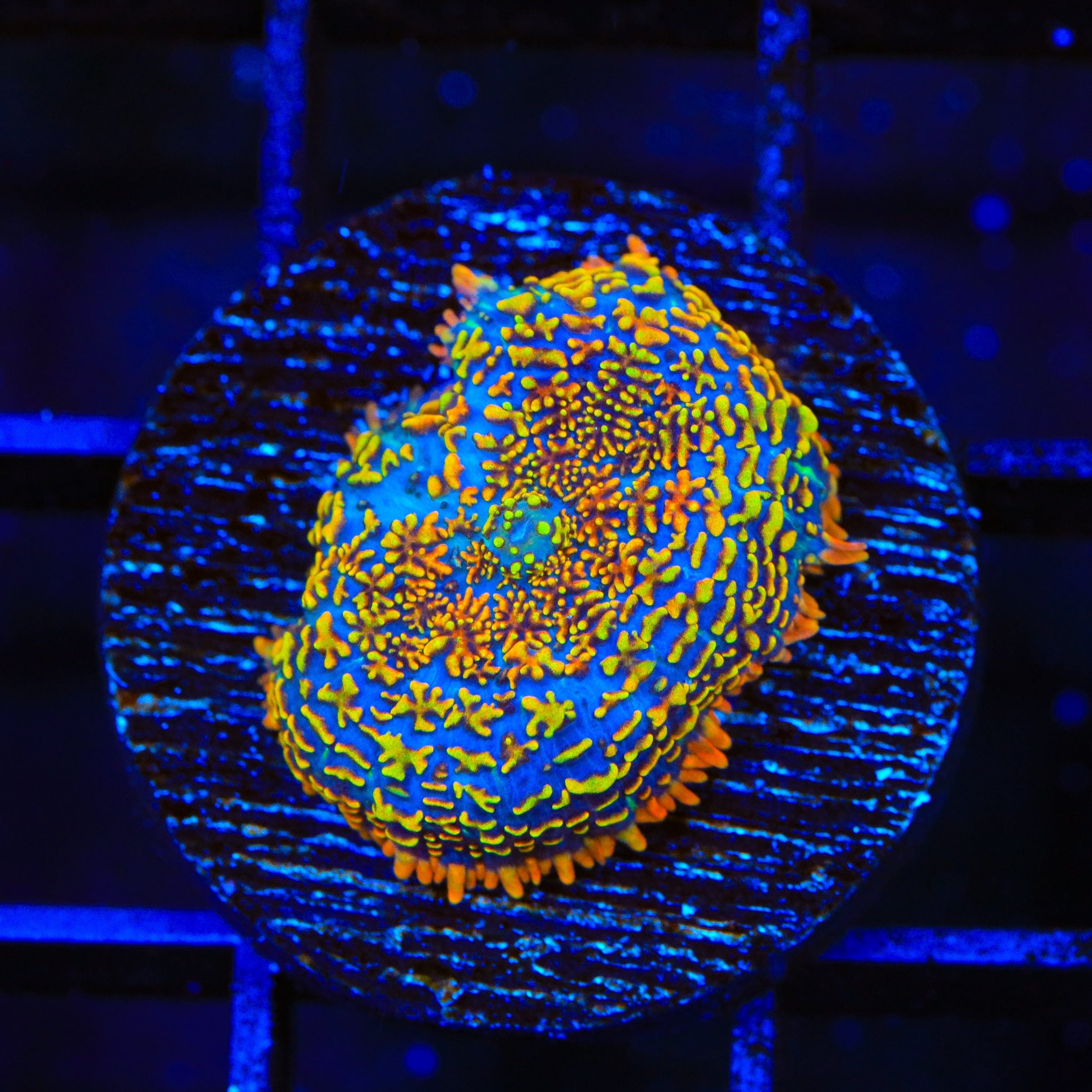 Captain Jack Mushroom Coral