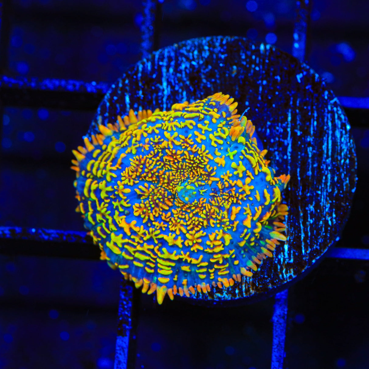 Captain Jack Mushroom Coral