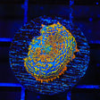 Captain Jack Rhodactis Mushroom Coral
