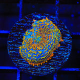 Captain Jack Rhodactis Mushroom Coral