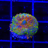 Captain Jack Rhodactis Mushroom Coral