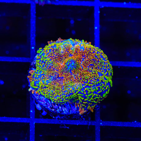 Captain Jack Rhodactis Mushroom Coral