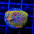 Captain Jack Rhodactis Mushroom Coral